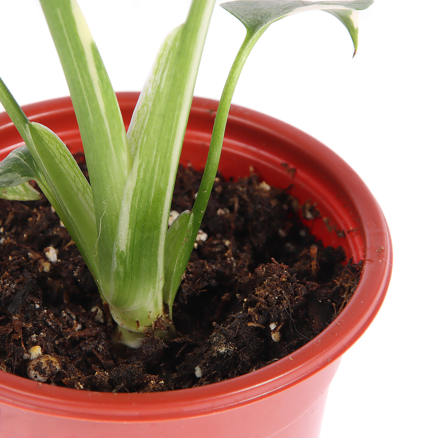 Коллекция сортовых растений D6 H8 *1/36