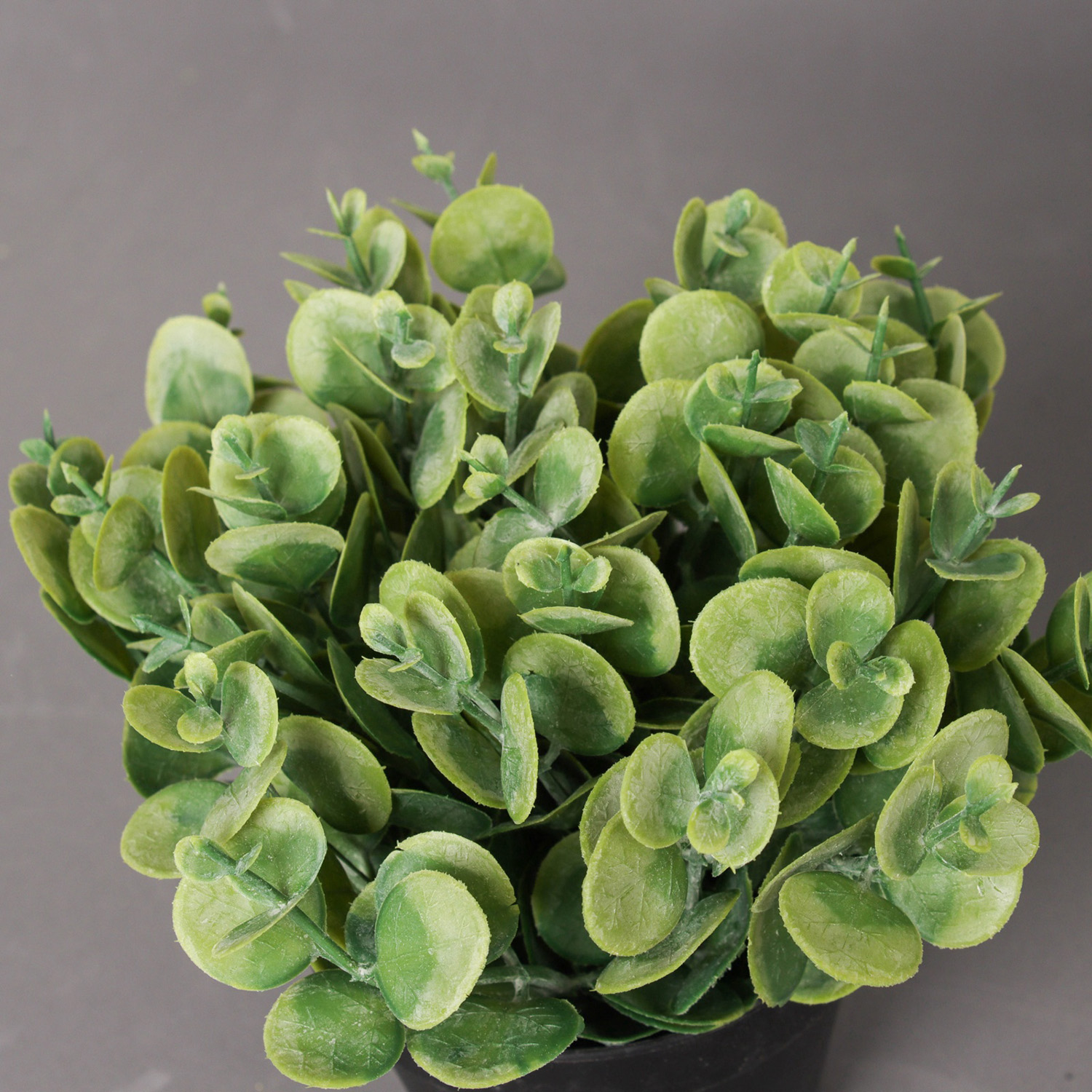 Искусственный цветок в горшке «Цветок монетчатый», 10×16 см, зелёный