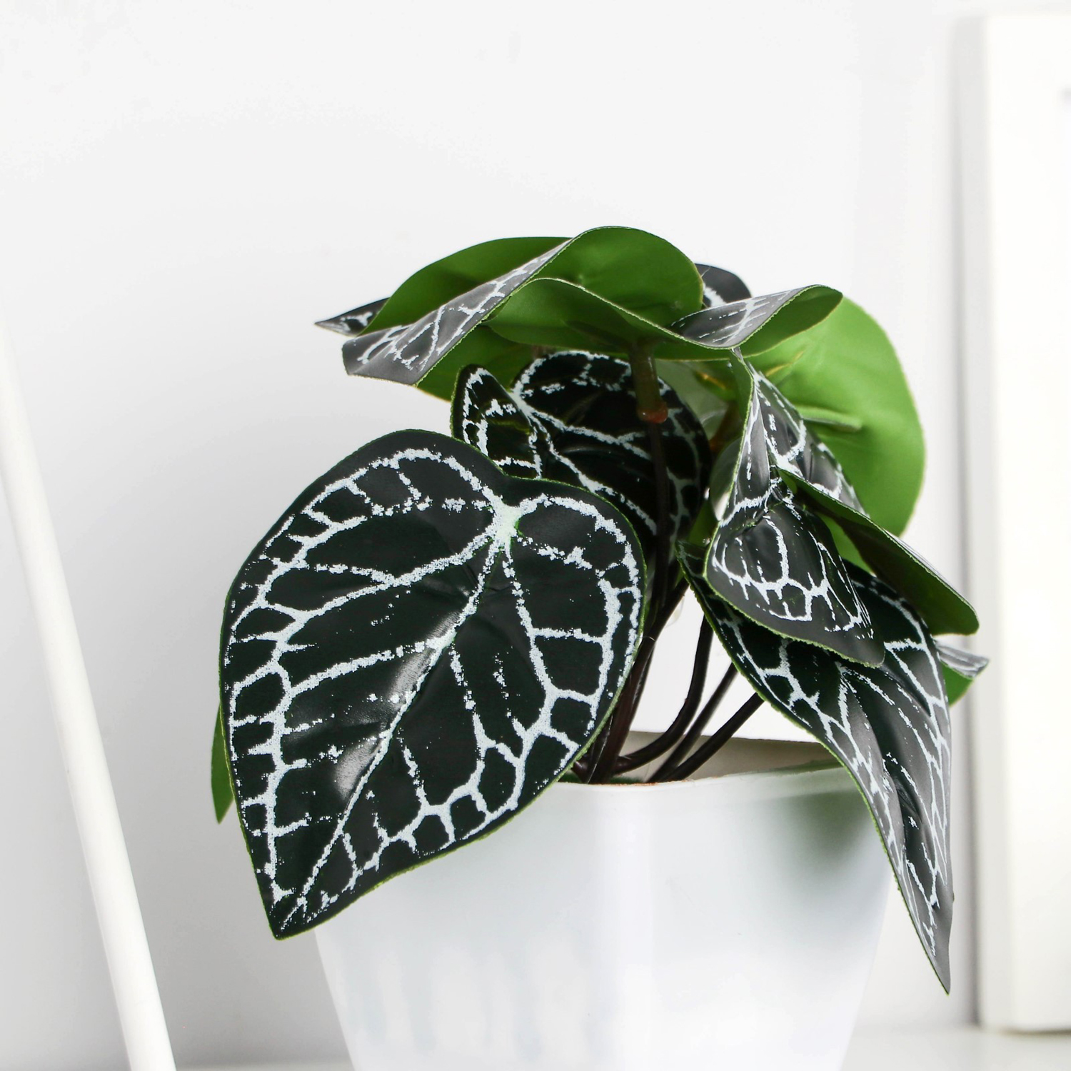 Бонсай в горшке "Фитония" 7х13 см   9789705