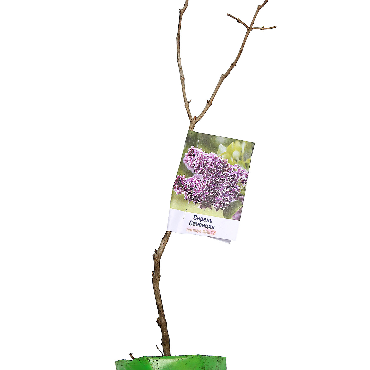 Сирень Сенсация (Sensation) Саженец 2 года Высота саженца   50-80см