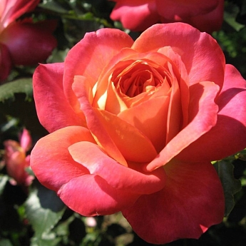 Роза парковая Декор Арлекин