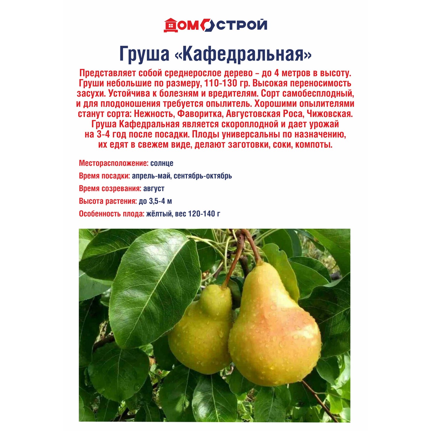 Груша Кафедральная