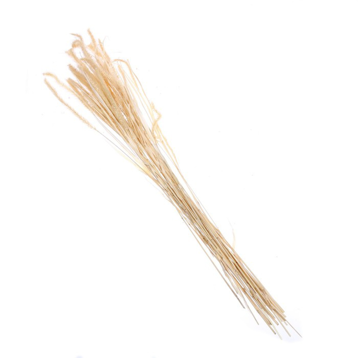 Сухоцвет Щетинник , белый, 30 -  50 г в упаковке   7749566