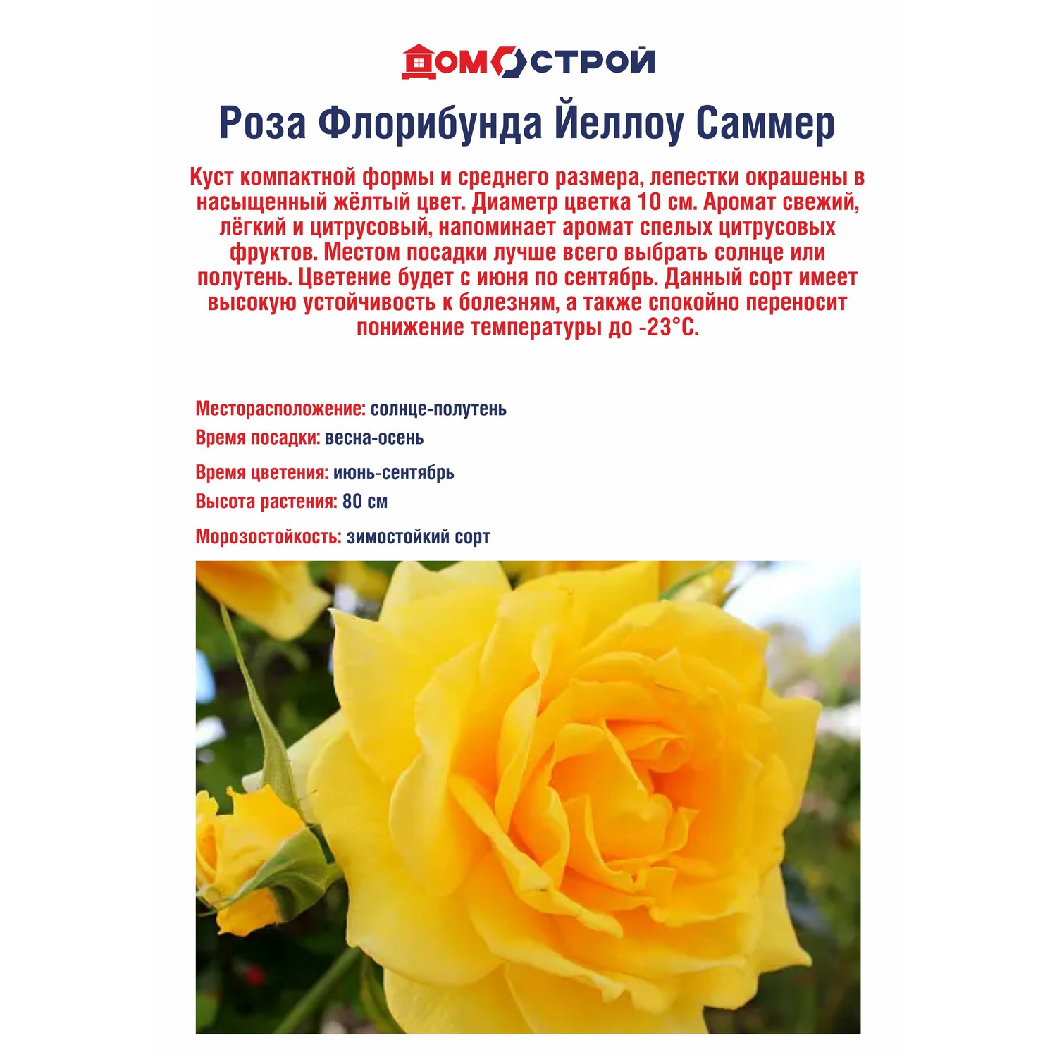 Роза Флорибунда Йеллоу Саммер