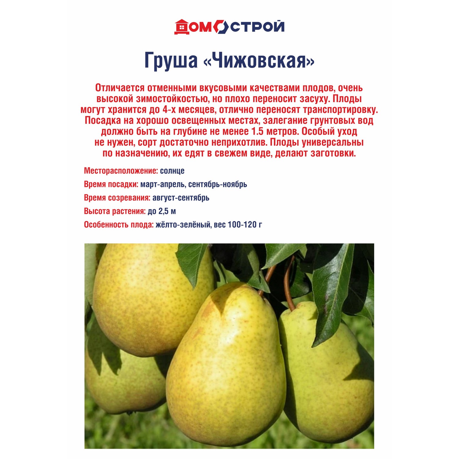 Груша Чижовская