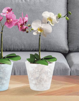 Кашпо пластм. "London Orchid"  1,6л d верха 160мм h145мм со вставкой Бел.перлам. ING1558БЛПЕРЛ *1/16 Кашпо пластм. "London Orchid"  1,6л d верха 160мм h145мм со вставкой Бел.перлам. ING1558БЛПЕРЛ *1/16