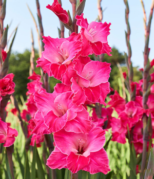 Гладиолус Фейритейл Пинк 12-14/К 5шт