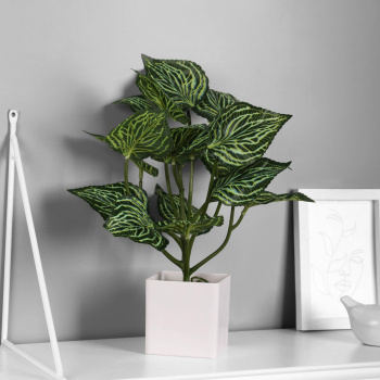 Бонсай "Калатея экстра" 8х27 см, зелёный   10325062